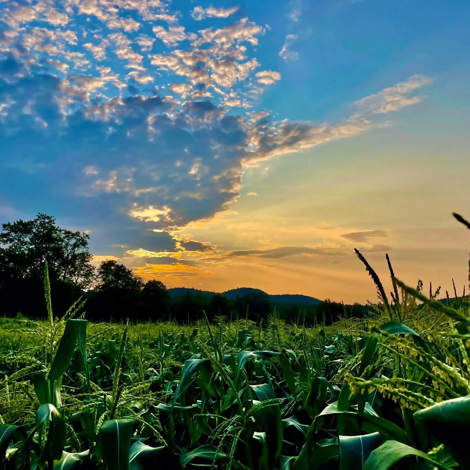 Le champ de maïs de la ferme au coucher du soleil